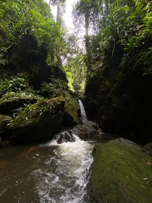 a stream in the middle of a forest with trees at Montés Samaná in San Carlos
