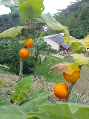Gallery image of Finca La Palma in San Francisco