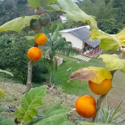 Finca La Palma
