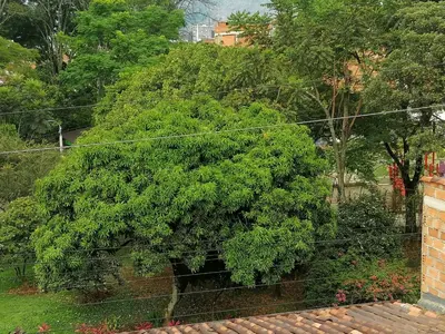 a large green tree behind a wire fence at Cuarto con cuarto de baño y terraza in Medellín