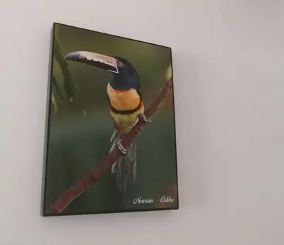a picture of a bird sitting on a branch at La Posada De Shaz En Norcasia in Norcasia