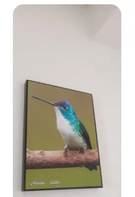 a picture of a bird sitting on a branch at La Posada De Shaz En Norcasia in Norcasia