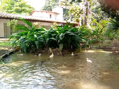 a group of ducks swimming in a pond at Finca Hotel La Estancia Santa Fe in Santa Fe de Antioquia