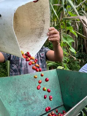 a person is holding a container full of red cherries at Cabaña Momotus II in Concepción