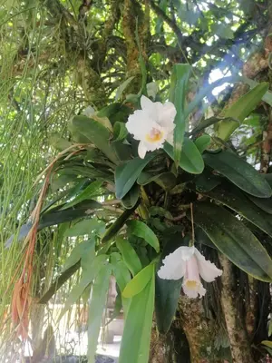 a bunch of white flowers hanging from a tree at Ecohotel Otrolado Lodge in Los Andes