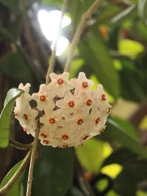 a close up of a white flower on a tree at Ecohotel Otrolado Lodge in Los Andes