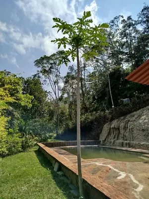 a tree sitting on top of a wooden bridge at Finca el Eden in San Luis