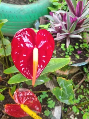 a red heart shaped flower in a garden at Finca La Carolina in Palocabildo
