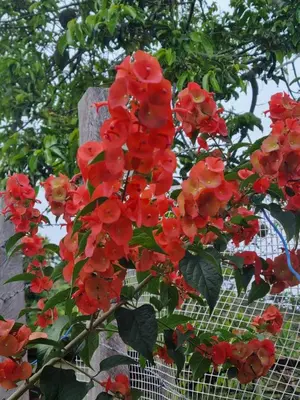 a bunch of red flowers on a fence at Finca La Carolina in Palocabildo