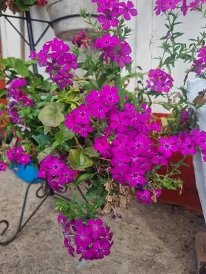 a bunch of purple flowers in a pot at Finca La Carolina in Palocabildo
