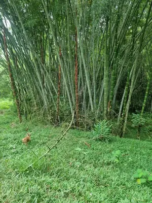 a cat walking in the grass next to trees at Finca La Carolina in Palocabildo