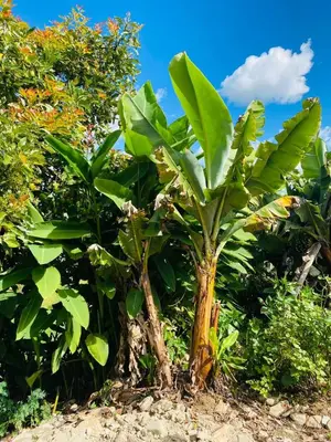 two trees with green leaves in a field at ByB Casa campestre in Riochico Pérez