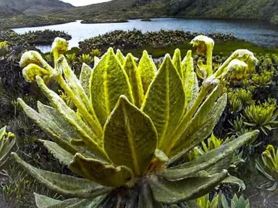 a succulent plant with green leaves and a body of water at Retro Finca Urrao - Peaceful Avocado Farm Retreat in Urrao