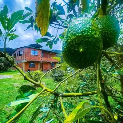 Retro Finca Urrao - Peaceful Avocado Farm Retreat