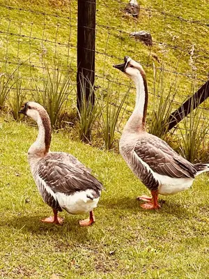 two ducks standing in the grass near a fence at LasNubes EcolodgeNubes Ecolodge in Santa Elena
