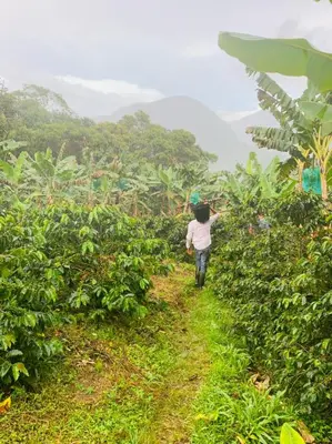 a person walking through a coffee plantation at Finca Milena Jardin Antioquía in La Morelia