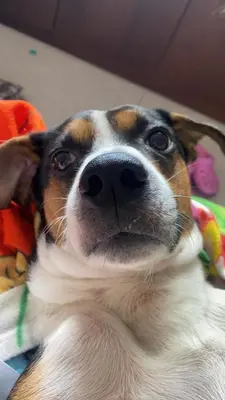 a brown and white dog is looking at the camera at Finca Milena Jardin Antioquía in La Morelia