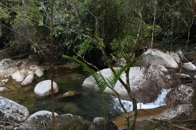 a stream in a forest with rocks and trees at Hospedaje Casa Madre los alemanes in Cháquiro