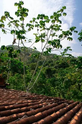 a shingle roof with a tree on top of it at Hospedaje RioBosque San Carlos in San Carlos