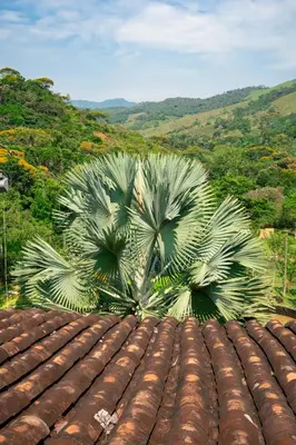 two palm trees on top of a tile roof at Hospedaje RioBosque San Carlos in San Carlos