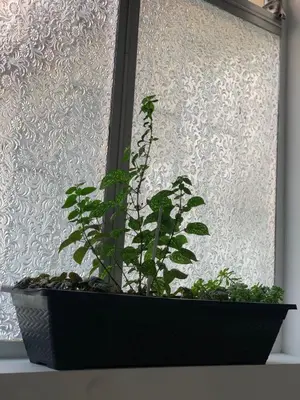 a plant in a black pot in a window at Hostal CasaBlanca, Laureles Estadio in Medellín
