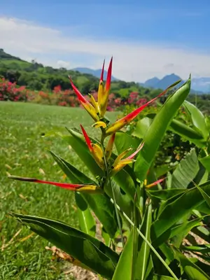 a plant with red and yellow flowers in a field at Villa en La Pintada con Piscina in La Pintada