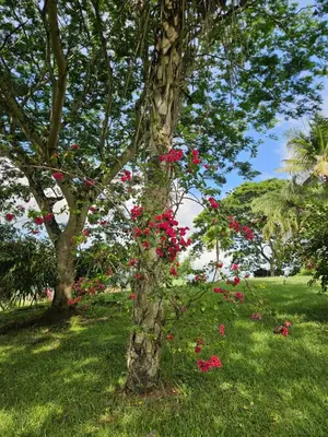 a tree with red flowers on it in a park at Villa en La Pintada con Piscina in La Pintada