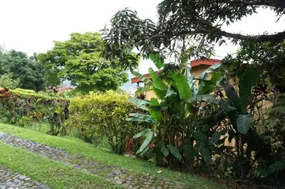 a green plant next to a house with a tree at Casa Familiar y Naturaleza en Parcelación Privada in Amagá