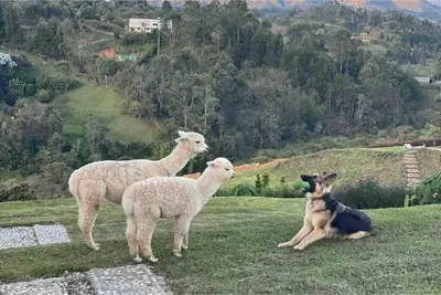 two sheep and a dog on a field with a hill at Luxurious Farm House in Rionegro
