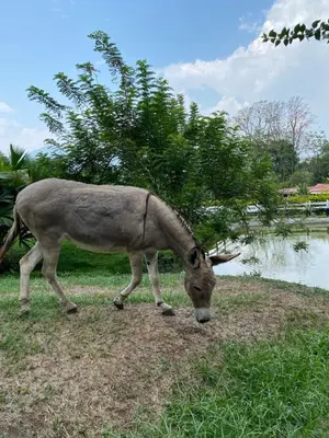 a donkey grazing on grass next to a body of water at Ecohotel La Italia- Hotel Venecia, Antioquia in Venecia