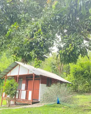 a house with a blue bird standing in front of it at Ecohotel La Italia- Hotel Venecia, Antioquia in Venecia