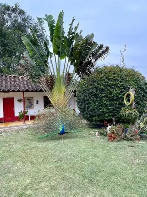 a peacock standing in the grass in front of a house at Hermosa casa finca en Marinilla in Marinilla