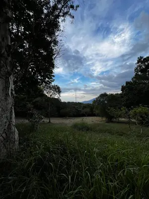 a field of grass with a tree in the foreground at Yarumito Finca Hotel l Cabaña Girasol in Barbosa