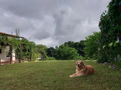 a brown dog laying on the grass in a yard at Finca Ecológica Sopetran in Sopetran