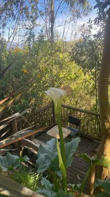 a white flower sitting on a wooden deck at Refugio Santa Elena in Santa Elena