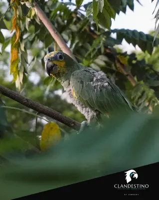 a bird perched on a branch of a tree at Clandestino - Hotel Boutique in La Dorada