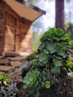 a green plant in front of a building at Cabaña Aventurina- La pascana Ecolodge Entorno natural excepcional, conexión con la naturaleza y avistamiento de aves, Ubicado a 3km del metrocable y Parque Arvi, Guarne in Mazo