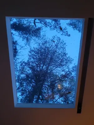 a view of a tree through a window at Cabaña Aventurina- La pascana Ecolodge Entorno natural excepcional, conexión con la naturaleza y avistamiento de aves, Ubicado a 3km del metrocable y Parque Arvi, Guarne in Mazo