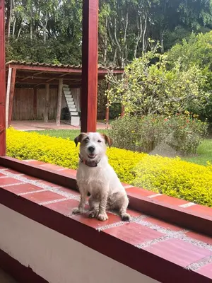 a small dog sitting on the steps of a house at Babakan in Guatapé
