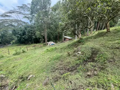 a grassy hill with trees and a house on it at Babakan in Guatapé