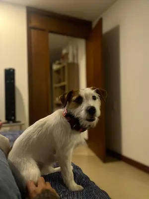 a brown and white dog sitting on a bed at Babakan in Guatapé