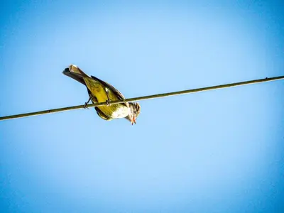 a bird is sitting on a wire at El Refugio Eco Hostal Caracolí in Cascarón