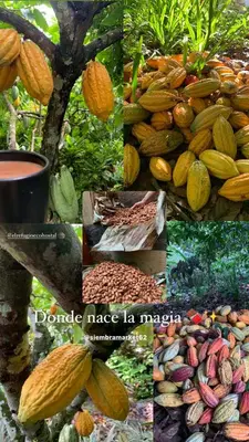 a collage of pictures of different fruits and vegetables at El Refugio Eco Hostal Caracolí in Cascarón