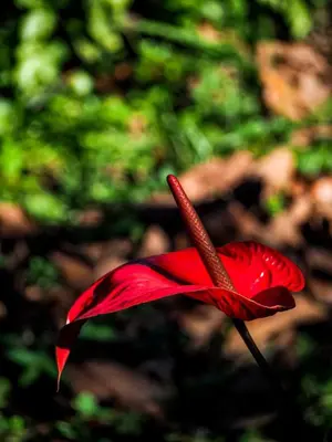 a red flower with a long stem in front thereof at El Refugio Eco Hostal Caracolí in Cascarón