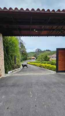 a cow standing in the middle of a parking lot at Casa campestre, Guarne-Aeropuerto José María Córdova in Guarne