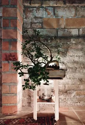 a potted plant sitting on a table next to a brick wall at Patio Chic House in Jericó