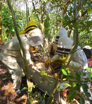 a group of men working in the forest at Casa Fibonacci in Titiribí
