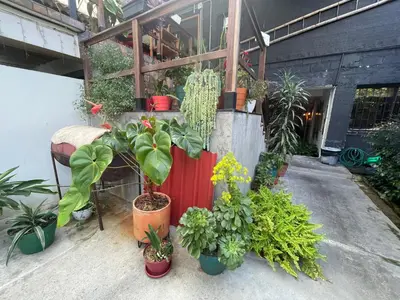 a bunch of potted plants in front of a building at ATHOS hotel boutique B&B in Pensilvania