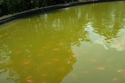 a pond filled with lots of goldfish in the water at RíoBosque Cabañas de lujo frente al rio desayuno incluido san carlos antioquia in San Carlos