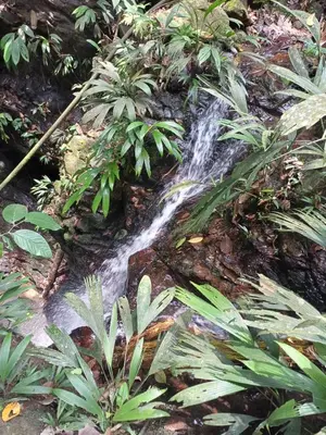 a waterfall in the middle of a forest with plants at Finca LA CASCADA in Mesa del Norte